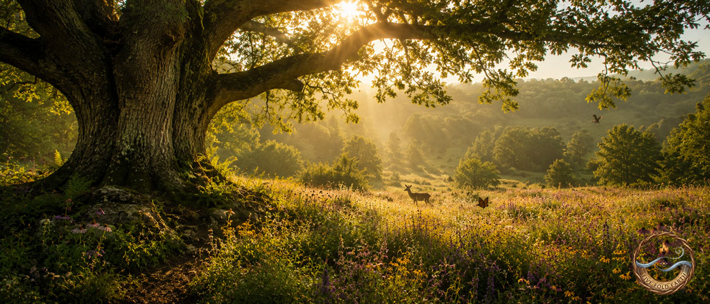 Spirit Remembering Our Place Within the Living World